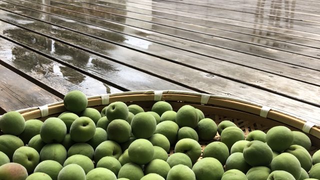 【梅と雨って、そのまんま梅雨。】